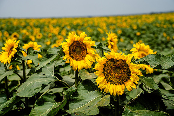 Sunflower fields near Arles