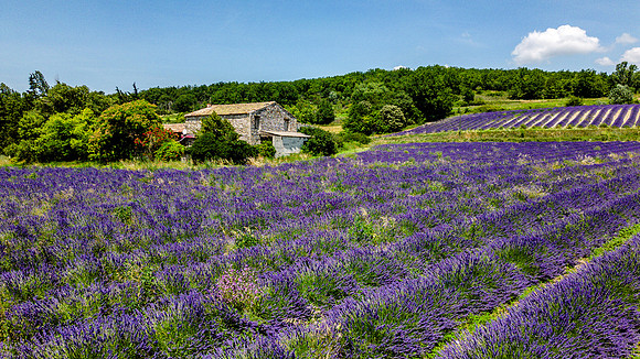 Lavender fields in Provence