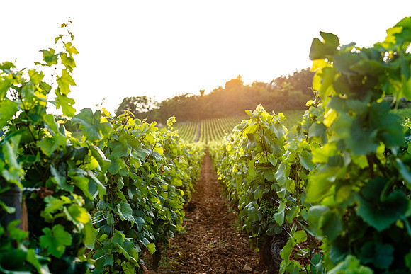 Vinyard in Beaune