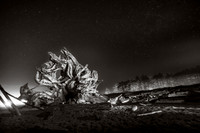 Driftwood, painting with light, La Push, WA
