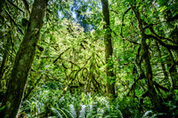 Olympic National Park