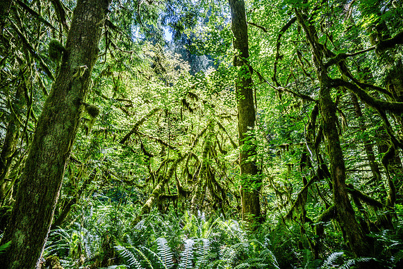 Olympic National Park