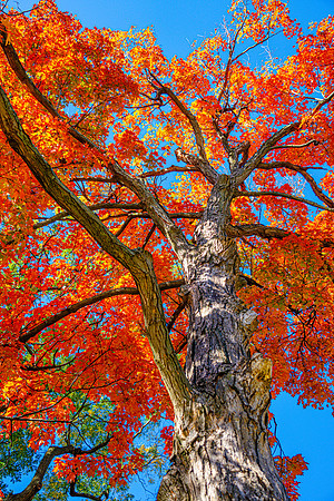 007-FallColors-74208036