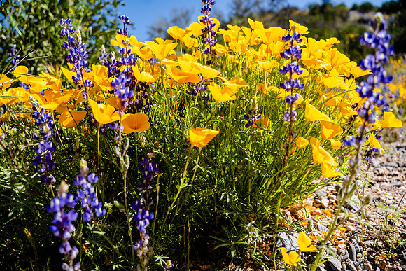 Spring in AZ