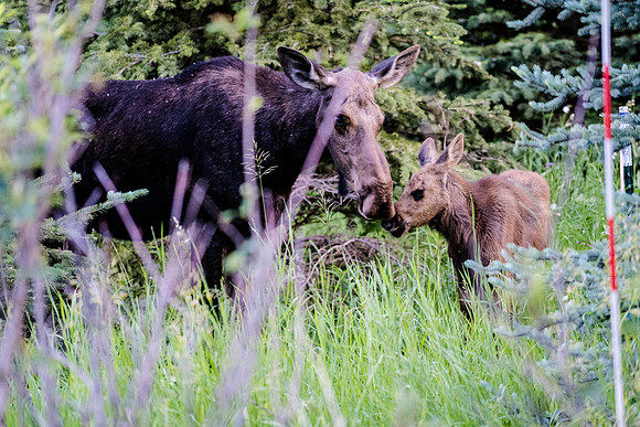 Grand Teton-7107962