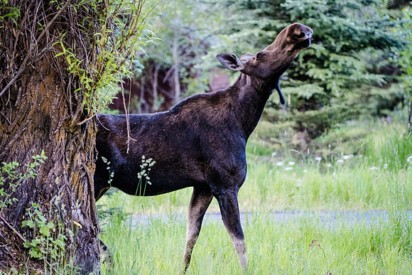 Grand Teton-7107974