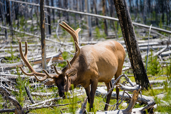 Yellowstone-7108014