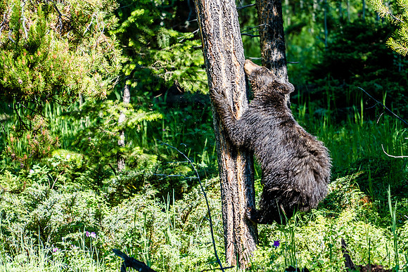 Yellowstone-7108112