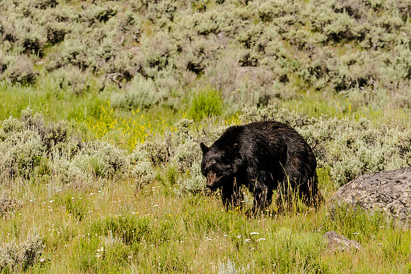 Yellowstone-7108146