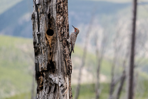 Yellowstone-7307556