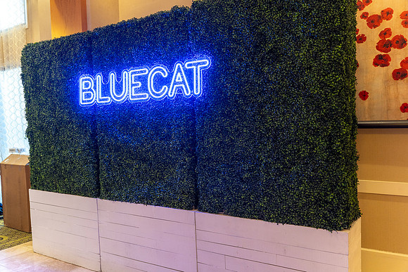 9-BlueCat-03486