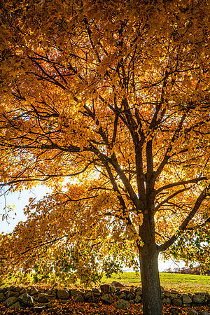 049-FallColors-74200284
