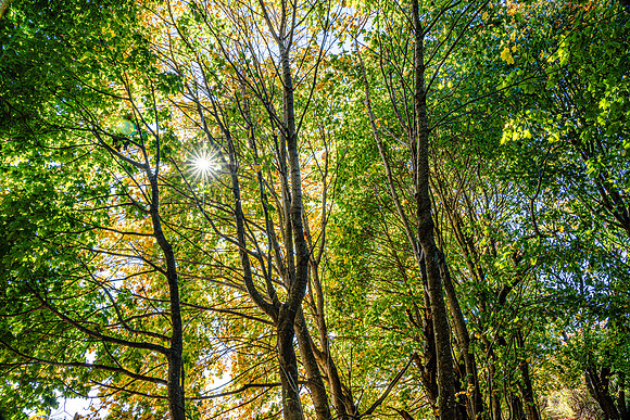 019-FallColors-74200198