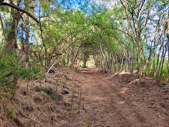 742-TriNet-Kauai-2025-081537