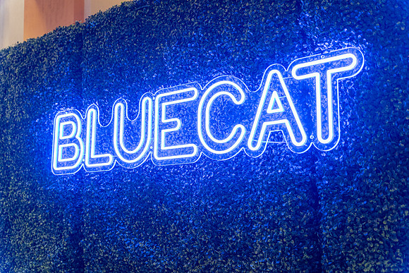11-BlueCat-03490