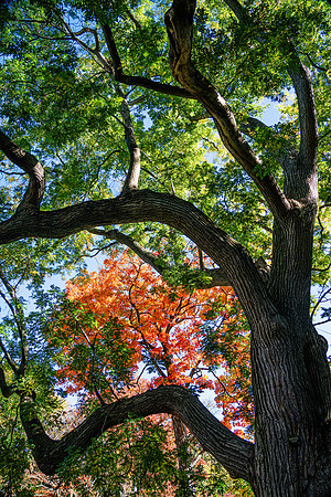 014-FallColors-74208080