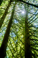 Olympic National Park