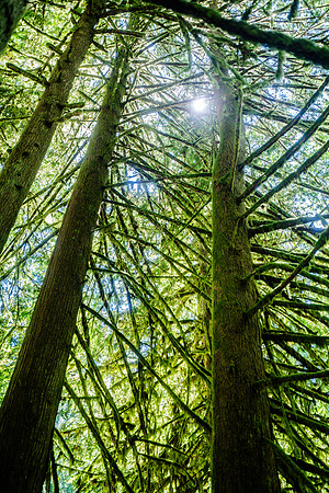 Olympic National Park