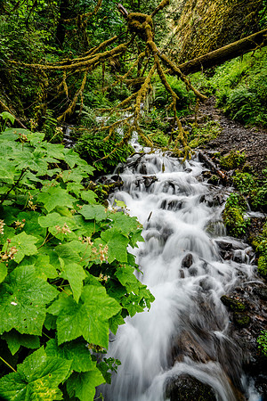 005-Oregon-74202790