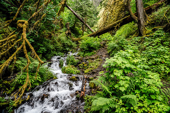 008-Oregon-74202819