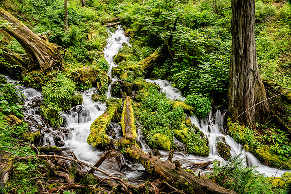 006-Oregon-74202806