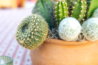 19-PhoenicianDecor-Jan30-0827