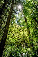 Olympic National Park