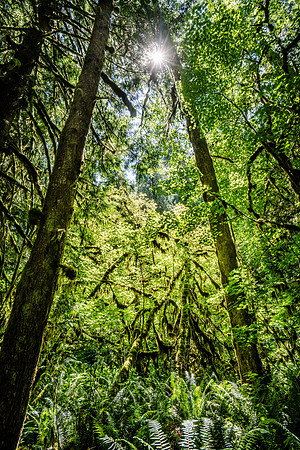 Olympic National Park
