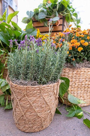 16-SWCP-Montelucia-decor-Oct24-0061
