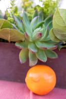 11-PhoenicianDecor-Jan30-0816