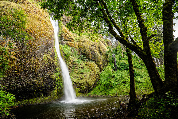 012-Oregon-74202850