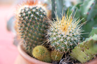 3-PhoenicianDecor-Jan30-0805