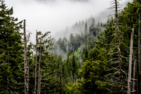 Hurricane Ridge, Olympic National Park