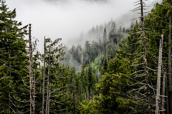 Hurricane Ridge, Olympic National Park