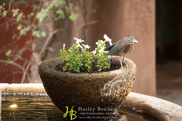 2-HarleyBonham.com-74108108